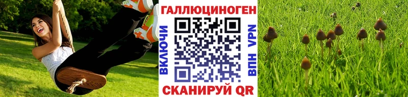 Купить  Кологрив  Галлюциногенные грибы Psilocybine cubensis 